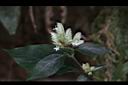 台灣鱗球花-花12.JPG