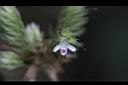 台灣鱗球花-花19.JPG