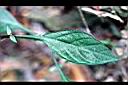 台灣鱗球花-葉.jpg