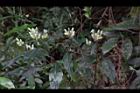 台灣鱗球花-實07.JPG