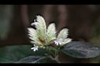 台灣鱗球花-花03.JPG