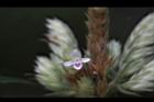 台灣鱗球花-花08.JPG