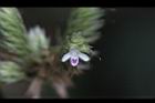 台灣鱗球花-花18.JPG