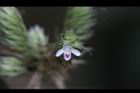 台灣鱗球花-花20.JPG