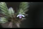 台灣鱗球花-花21.JPG