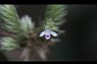 台灣鱗球花-花22.JPG