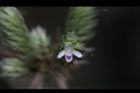 台灣鱗球花-花23.JPG