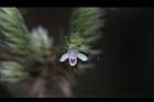 台灣鱗球花-花24.JPG