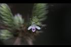 台灣鱗球花-花25.JPG
