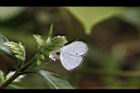 台灣鱗球花-花30.JPG