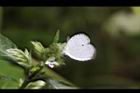台灣鱗球花-花32.JPG