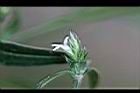 台灣鱗球花-花39.jpg