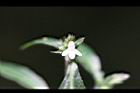 台灣鱗球花-花43.jpg