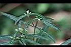 台灣鱗球花-葉6.jpg