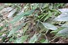台灣鱗球花-葉序04.JPG