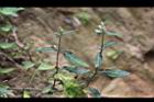 台灣鱗球花11.jpg