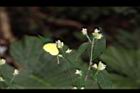 台灣鱗球花25.JPG