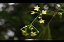 台灣鷗蔓-花序07.JPG