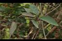 台灣鷗蔓-葉04.JPG