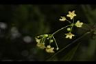 台灣鷗蔓-花序05.JPG