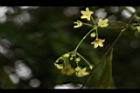 台灣鷗蔓-花序06.JPG