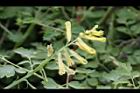 台灣黃菫-花15.JPG