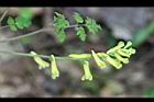 台灣黃菫-花22.jpg