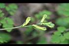 台灣黃菫-花29.jpg