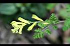 台灣黃菫-花30.jpg