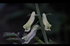台灣黃菫-花32.JPG