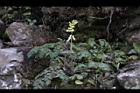 台灣黃菫04.JPG