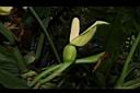 合果芋-花00.JPG