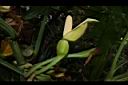 合果芋-花03.JPG