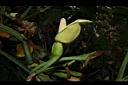 合果芋-花04.JPG