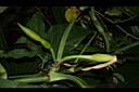 合果芋-花苞01.JPG