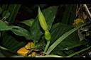 合果芋-花苞02.JPG