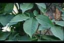 合果芋-葉00.jpg