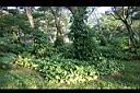 合果芋07.jpg