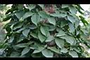 合果芋08.jpg