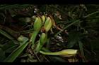 合果芋-實01.JPG