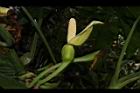 合果芋-花01.JPG