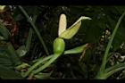 合果芋-花02.JPG
