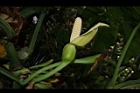 合果芋-花05.JPG
