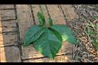 合果芋-葉06.jpg