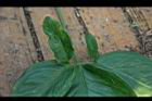 合果芋-葉07.jpg