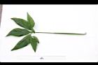 合果芋-葉正01.JPG