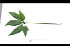 合果芋-葉正02.JPG