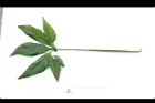 合果芋-葉正03.JPG