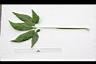 合果芋-葉背01.JPG