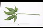 合果芋-葉背02.JPG